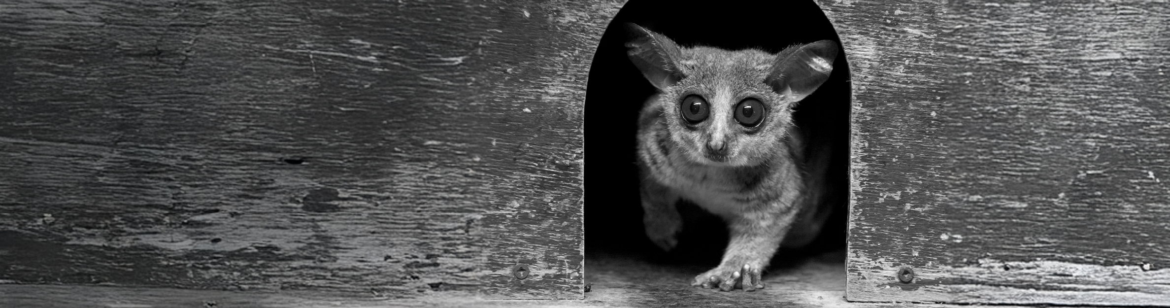 Galago Group Who Are We Banner